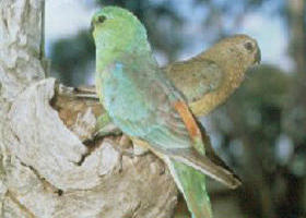 Lake Albacutya Regional Park - Grafton Accommodation 0