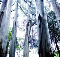 Dandenong Ranges National Park - Grafton Accommodation