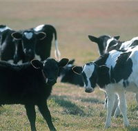 Bodalla Dairy Cheese Factory - Grafton Accommodation
