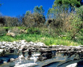 Abrahams Bosom Reserve - Grafton Accommodation 0