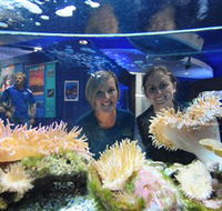 Solitary Islands Aquarium - Grafton Accommodation