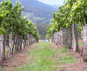 Villa D Esta Vineyard - Grafton Accommodation 1