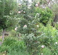 Tombstone Estate Vineyard - Grafton Accommodation