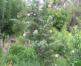 Tombstone Estate Vineyard - Grafton Accommodation 0