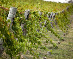 Moothi Estate Vineyard And Cellar Door - Grafton Accommodation 1