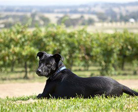Moothi Estate Vineyard And Cellar Door - Grafton Accommodation 0
