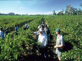 Padthaway Estate Winery - Grafton Accommodation 1