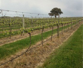 Indigo Vineyard - Grafton Accommodation 1