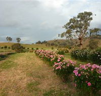 Damasque Rose Oil Farm - Grafton Accommodation