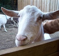 Drysdale Cheeses - Grafton Accommodation
