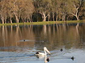 Drysdale Cheeses - Grafton Accommodation 7
