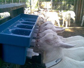 Drysdale Cheeses - Grafton Accommodation 9