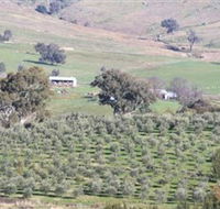 Wymah Organic Olives and Lambs - Grafton Accommodation