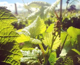 Punt Road Winery - Grafton Accommodation 0