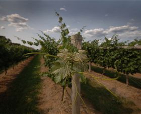 Punt Road Winery - Grafton Accommodation 7