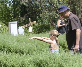 Hedgend Maze And Healesville Laser Sport - Grafton Accommodation 2