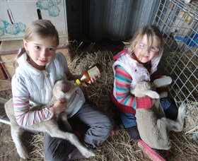 Bathurst Farm Experience - Grafton Accommodation 4