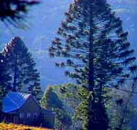 Bunya Mountains National Park - Grafton Accommodation