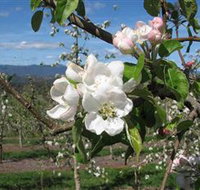 Mouat's Farm - Grafton Accommodation