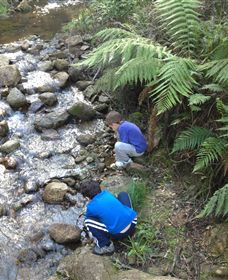 Shelley Forest Camp - Grafton Accommodation 2