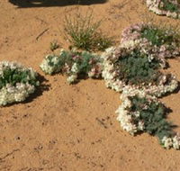 Coorow Wreath Flowers - Grafton Accommodation