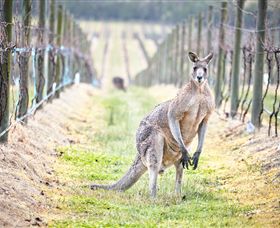 Yabby Lake Vineyard & Cellar Door - Grafton Accommodation 8