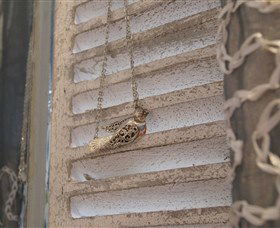 Sacs On Jenkins - Grafton Accommodation 6