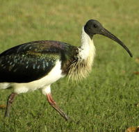 Toowoomba Water Bird Habitat
