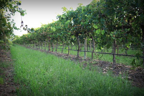 Bunnamagoo Wines - Grafton Accommodation 2