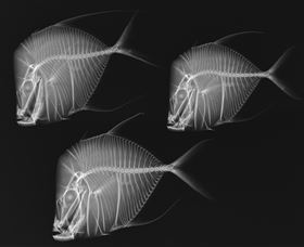 X-Ray Vision: Fish Inside Out - Grafton Accommodation 0