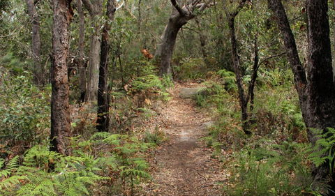 Box Head Track - Grafton Accommodation 1