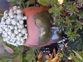 Cactus Creations - Grafton Accommodation 2