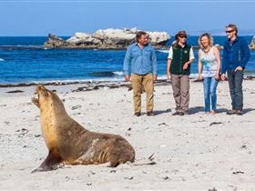 Seal Bay Conservation Park - Grafton Accommodation 0