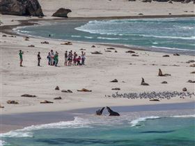 Seal Bay Conservation Park - Grafton Accommodation 2