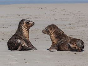 Seal Bay Conservation Park - Grafton Accommodation 1