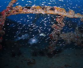 Lady Bowen Dive Site - Grafton Accommodation 1