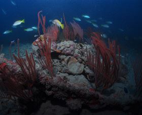 Lady Bowen Dive Site - Grafton Accommodation 3