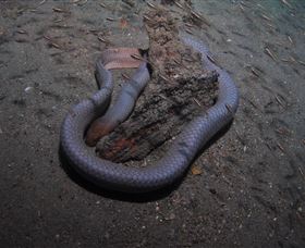 Lady Bowen Dive Site - Grafton Accommodation 2