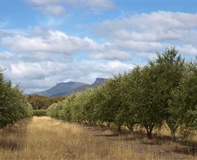 Red Rock Olives - Grafton Accommodation 1