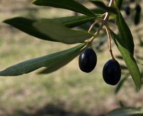 Red Rock Olives - Grafton Accommodation 0