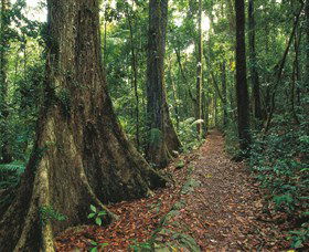 Eungella National Park - Grafton Accommodation 1