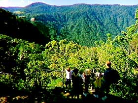 Eungella National Park - Grafton Accommodation 3