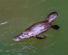 Platypus Viewing At Broken River - Grafton Accommodation 0