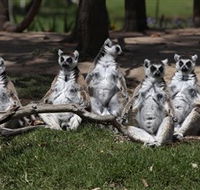 Savannah Visitor Plaza Taronga Western Plains Zoo Dubbo - Grafton Accommodation