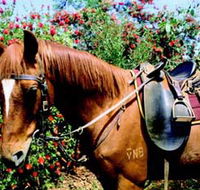Western Plains Riding Centre - Grafton Accommodation