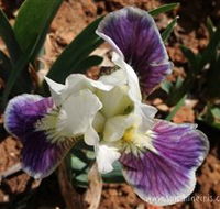 Sunshine Iris Nursery - Grafton Accommodation