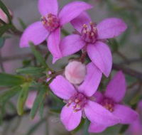 Self Drive Geology and Nature Trails - Grafton Accommodation