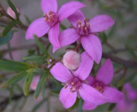 Self Drive Geology And Nature Trails - Grafton Accommodation 0