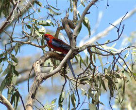 Self Drive Geology And Nature Trails - Grafton Accommodation 2