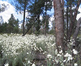 Self Drive Geology And Nature Trails - Grafton Accommodation 4